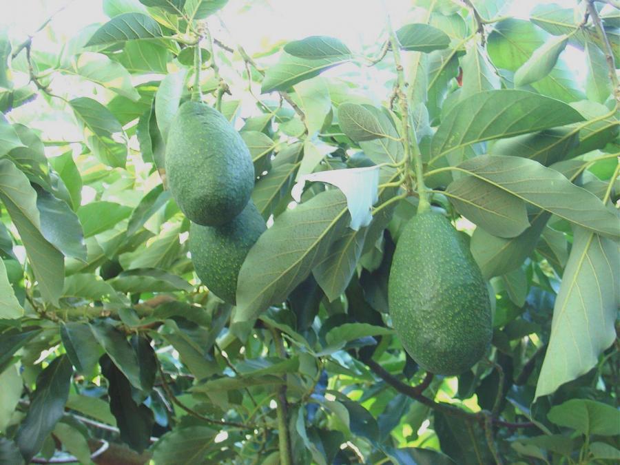  Avocats bio de Sicile